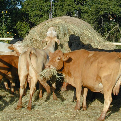 Cows eating